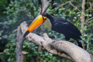 The toco toucan bird on the wood tree in forest
