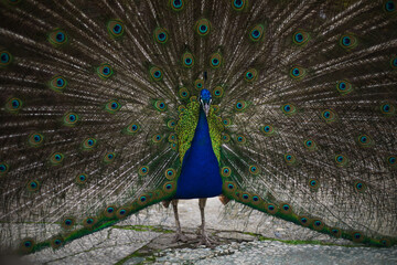 Fototapeta premium the peacock bird fluffed its tail. a peacock eats from a human hand. big beautiful bird