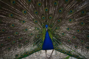 Fototapeta premium the peacock bird fluffed its tail. a peacock eats from a human hand. big beautiful bird