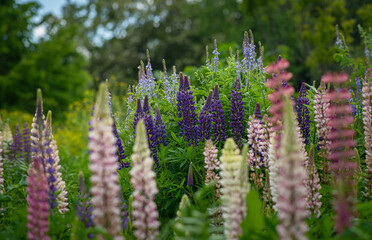 Obraz premium beautiful summer wildflowers on a cloudy day with blurred background and free space for text