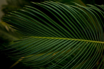 palm leaf in macro on a green background. background texture screensaver
