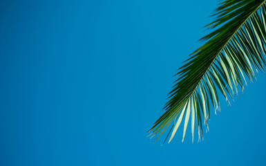 palm branch on a blue background. background texture. beautiful palm tree branch on sky background