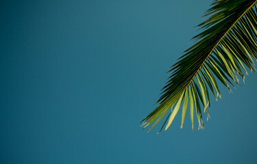 Fototapeta na wymiar palm branch on a blue background. background texture. beautiful palm tree branch on sky background