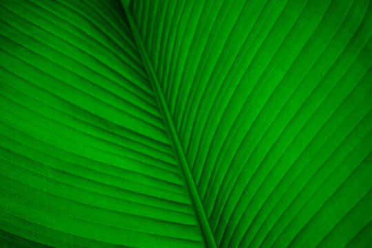 banana tree leaves in macro photography . bright green leaf of banana tree. banana tree leaf veins background texture