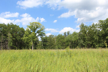 Tallgrass prairie at Miami Woods Forest Preserve with cumulus clouds in Morton Grove, Illinois