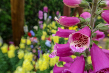 Fototapeta na wymiar Digitalis Foxglove Flowers in a Garden with a Floral Background