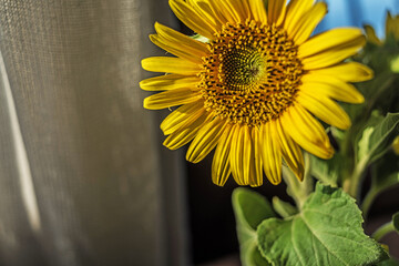 Barcelona, Spain: 08.17.2021; Fibonacci sequence in the sunflower