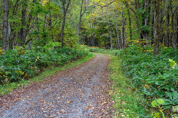 落葉に覆われた秋の山道
