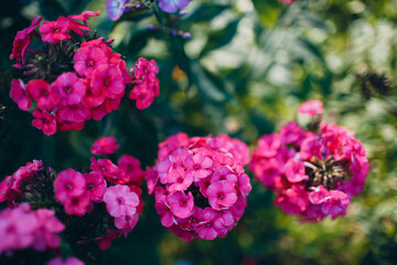 Bunch of colorful flowers at summer garden