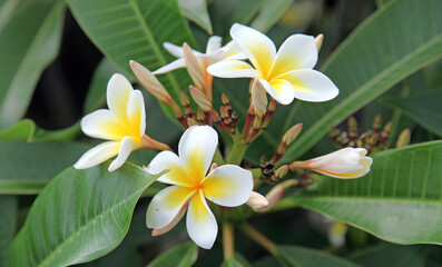 Close up of Frangipani flowers, Lord Howe Island Australia
