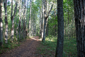 Path in park alley in sunny summer day