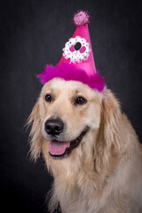 Young dog - puppy Golden Retriever - funny photo