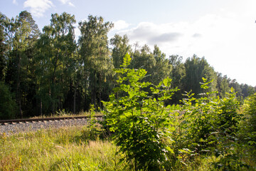 Fototapeta na wymiar Green bush, forest, grass around railway in sunny summer day