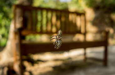spider hanging from a tree. selective focus. blur background