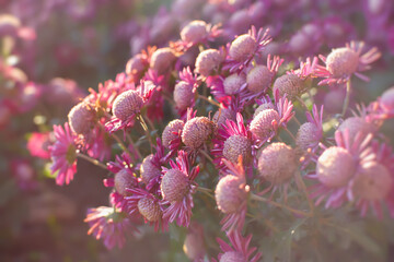 Pink chrysanthemums autumn garden. A flower bed in bright sunlight. Beautiful abstract background of purple flowers in soft focus. The natural layout of the postcard. Flower background, Mother's Day