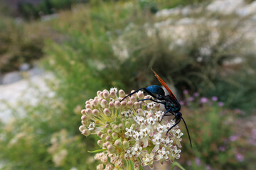 Tarantula Wasp on a Milkweed Flower