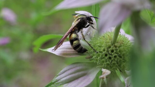 Dielis plumipes - Feather-legged Scoliid Wasp in some horsemint flowers