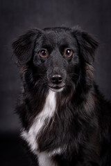 black young mutt dog on the black background