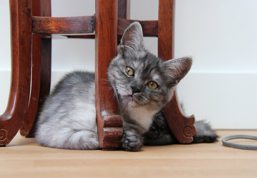 cat 