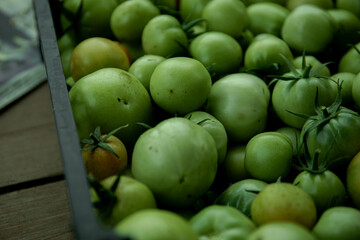 Green tomato (unripe) in wicker basket on wooden background. Unripe green tomato in bowl for fried dish or salted pickled vegetables. Raw green tomato on table for dinner