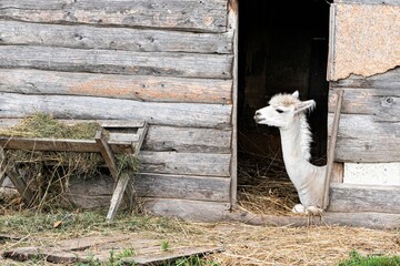 Aufmerksamer Beobachter - Ein in der Stalltür liegendes weißes Lama