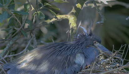 Blue heron sitting on her eggs