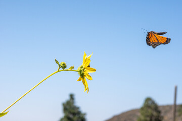 Monarch Butterfly Flying Towards a Sunflower Blossom