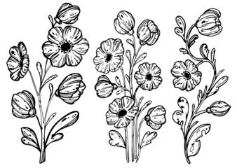coloring book for children. vector black line. tattoo. set of flowers on a branch. botanical illustration. image. hand-drawn. typography, textiles pillows, dresses, curtains, notepads, designer paper