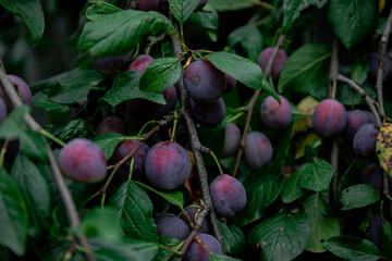 Ripe plums. Plums with a few leaves. Close up of fresh plums, top view. Macro photo food fruit plum. Texture background of fresh blue plums. Image fruit product. D'Agen French prune plum.