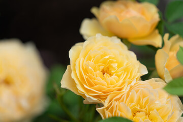 Close-up shot of vibrant yellow roses bathed in soft, natural light, set against a contrasting dark...