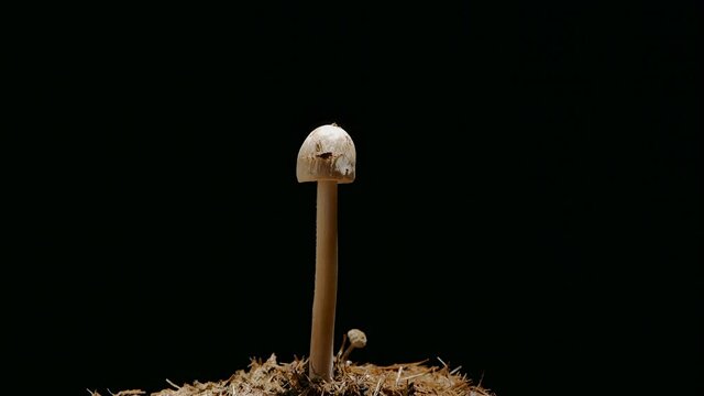 Mushrooms slowly growing time-lapse on black background in macro mode