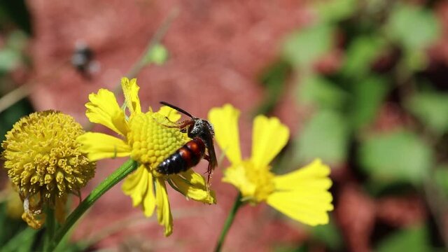 Orange and black Scolia nobilitata - Noble Scoliid Wasp on a Leavenworth's Tickseed