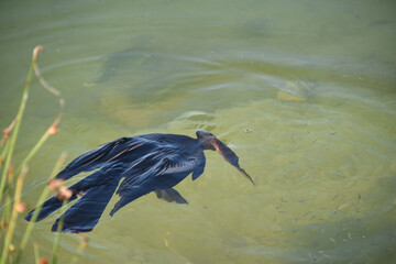 BIRDS- Florida- Unique Close Up of an Anhinga Underwater Attempting to Spear a Fish