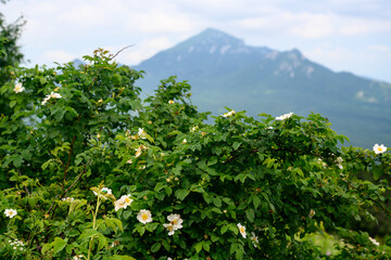 Fototapeta na wymiar A shrub with white flowers on the background of mountains