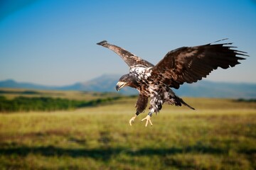 Bird.