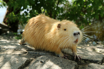 A picture of the golden coypu in Prague in Czech Republic. It lives in water in the city and they are a problem for the ecosystem.  