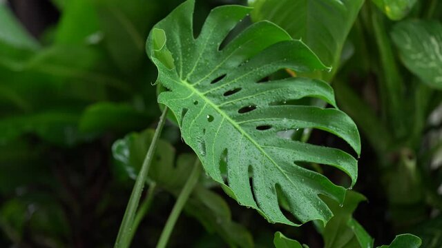 Dark green leaves monstera or split leaf philodendron the symbolic unique of tropical paradise jungle large leafs foliage plant