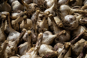 White garlic pile texture. Fresh garlic on the market table close-up photo. Vitamin healthy food image spices. Spicy culinary ingredient picture. A bunch of white garlic heads