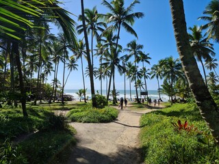 Obraz na płótnie Canvas palm trees on the beach