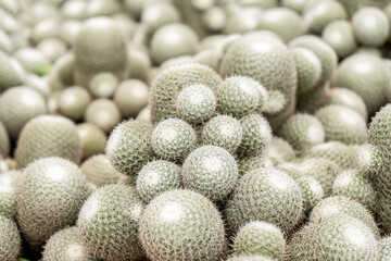 Cactus in bokeh nature background. Cactus in greenhouse