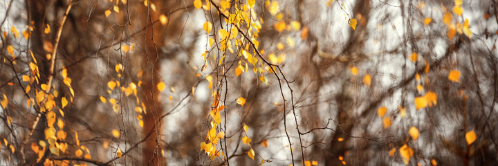 Yellow, orange and red beautiful autumn leaves on trees in autumn forest. Golden sunset and bokeh background..