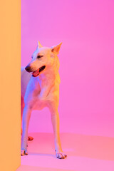 Portrait of purebred dog, White Shepherd isolated over studio background in neon gradient pink light filter. Concept of beauty, action, pets love, animal life.