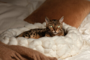 Bengal cat resting in merino wool round pet lounge in creamy and terracotta rust tones