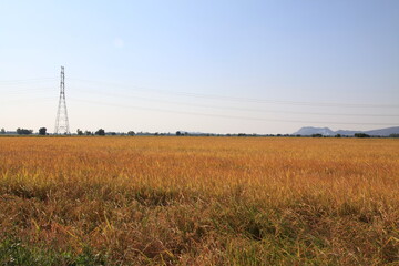 Fototapeta na wymiar Rice fields in Nakhon Sawan Province, Thailand