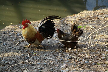 Two bantam chickens in a farm in Pathum Thani Province, Thailand