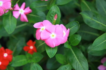 Close up of color pink flower