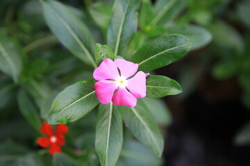 Close up of color pink flower