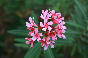 Close up of color pink flower