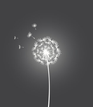 Glowing white dandelion on a black background. Fantasy illustration with dandelion and flying seeds. Monochrome drawing, vector. Lonely flower on a stem. Make a wish