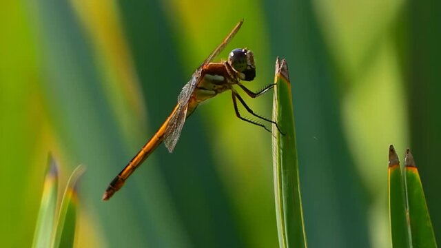 Golden-winger skimmer dragonfly perched on a pond frond